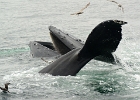 CapeCodb (6)  Cape Cod whales